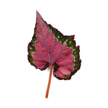 Begonia rex-cultorum Jurassic Dino&trade; 'Cherry Fields' (319656)