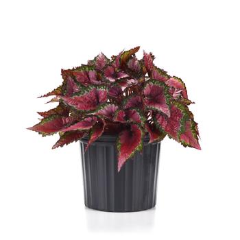 Begonia rex-cultorum Jurassic Dino&trade; 'Cherry Fields' (319657)