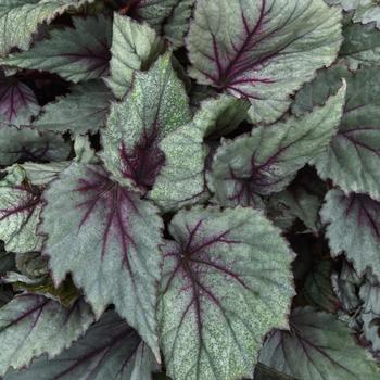 Begonia rex-cultorum Jurassic Dino&trade; 'Dragon Fruit' (319659)
