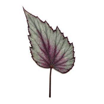 Begonia rex-cultorum Jurassic Dino&trade; 'Dragon Fruit' (319660)