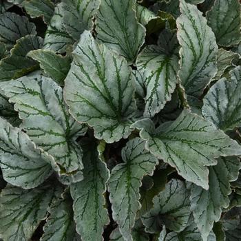 Begonia rex-cultorum 'Greenie'