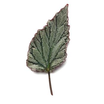 Begonia rex-cultorum Jurassic Dino™ 'Greenie' (319663)