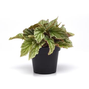 Begonia rex-cultorum Jurassic Dino™ 'Greenie' (319664)