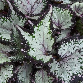 Begonia rex-cultorum Jurassic Dino&trade; 'Polka Dot' (319665)