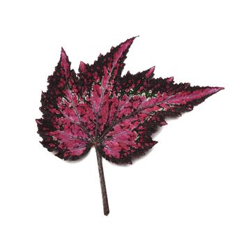 Begonia rex-cultorum Jurassic Dino&trade; 'Polka Dot' (319666)