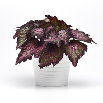 Begonia rex-cultorum Jurassic Dino&trade; 'Polka Dot' (319667)