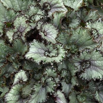 Begonia rex-cultorum 'Arctic Twist' 