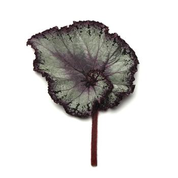 Begonia rex-cultorum Jurassic Jr&trade; 'Arctic Twist' (319669)