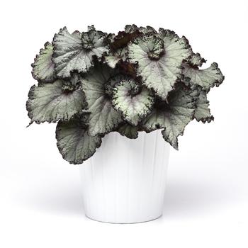 Begonia rex-cultorum Jurassic Jr&trade; 'Arctic Twist' (319670)