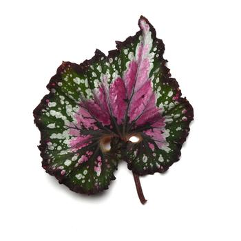 Begonia rex-cultorum 'Berry Swirl' 