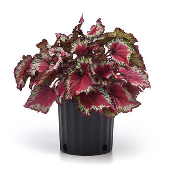 Begonia rex-cultorum Jurassic Jr&trade; 'Berry Swirl' (319673)