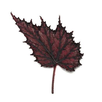 Begonia rex-cultorum Jurassic Jr&trade; 'Fire Spike' (319675)