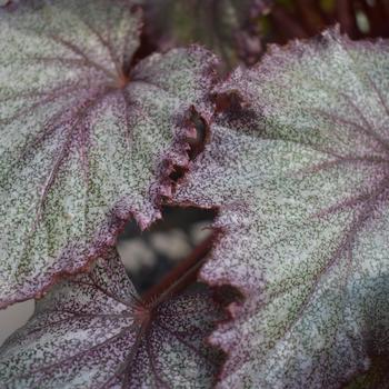 Begonia rex-cultorum 'Purple Spec' 