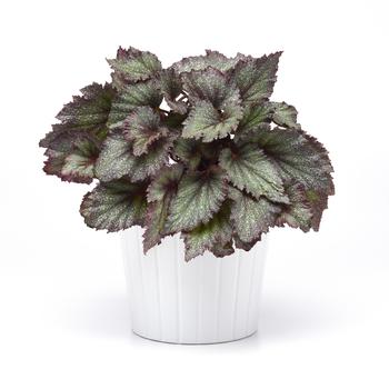 Begonia rex-cultorum Jurassic Jr&trade; 'Purple Spec' (319679)