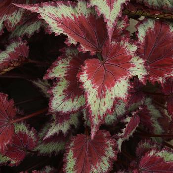 Begonia rex-cultorum 'Red Splash' 