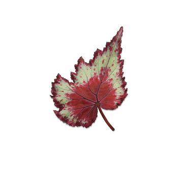 Begonia rex-cultorum Jurassic Jr&trade; 'Red Splash' (319681)