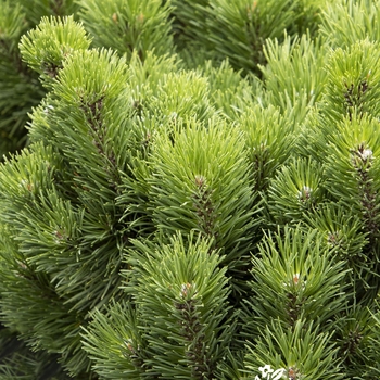 Pinus mugo 'Little Rick&trade;' PP18550P3