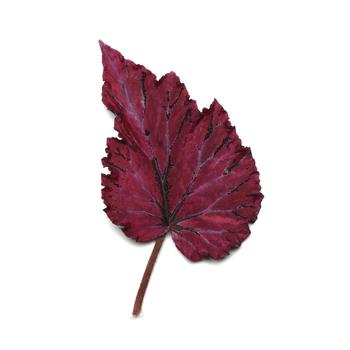 Begonia rex-cultorum Jurassic Jr&trade; 'Rose Splash' (319684)