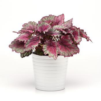 Begonia rex-cultorum Jurassic Jr&trade; 'Rose Splash' (319685)