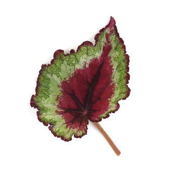 Begonia rex-cultorum Jurassic Jr&trade; 'Strawberry Heart' (319688)