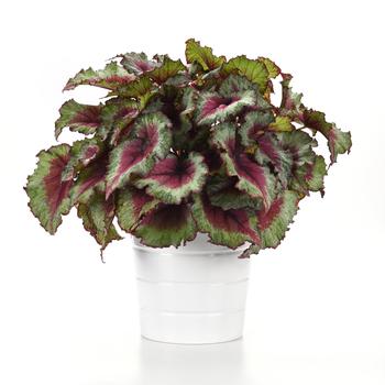 Begonia rex-cultorum Jurassic Jr&trade; 'Strawberry Heart' (319689)