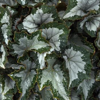 Begonia rex-cultorum 'Croc' 