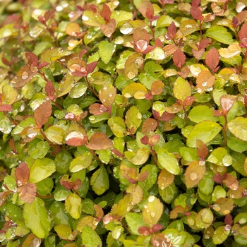 Spiraea japonica 'Minspiz02' PP28,223