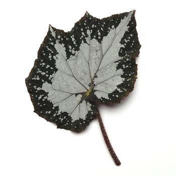 Begonia rex-cultorum Jurassic Megalo™ 'Croc' (319692)