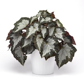 Begonia rex-cultorum Jurassic Megalo™ 'Croc' (319693)
