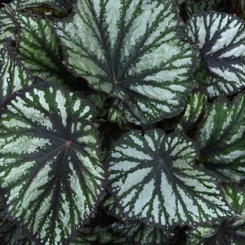 Begonia rex-cultorum 'Reptile' 
