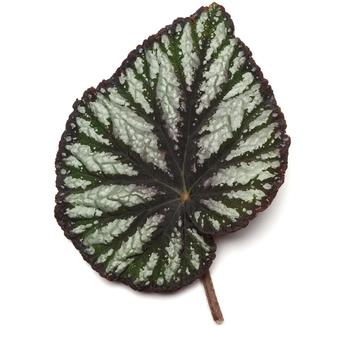 Begonia rex-cultorum Jurassic Megalo™ 'Reptile' (319695)
