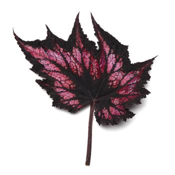 Begonia rex-cultorum Jurassic&trade; 'Cherry Spike' (319698)