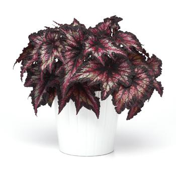 Begonia rex-cultorum Jurassic&trade; 'Cherry Spike' (319699)