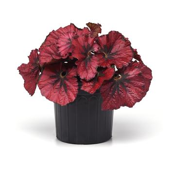 Begonia rex-cultorum Jurassic&trade; 'Heartbeat' (319702)