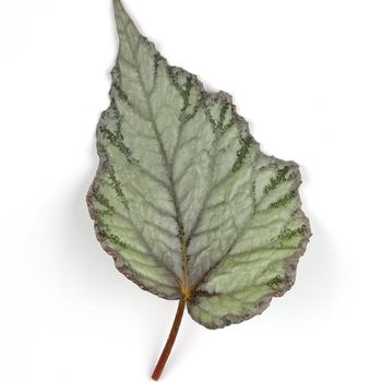 Begonia rex-cultorum Jurassic&trade; 'Snowfall' (319703)