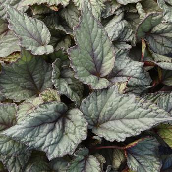 Begonia rex-cultorum 'Snowfall' 