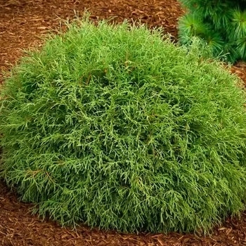 Thuja occidentalis 'Little Giant' 