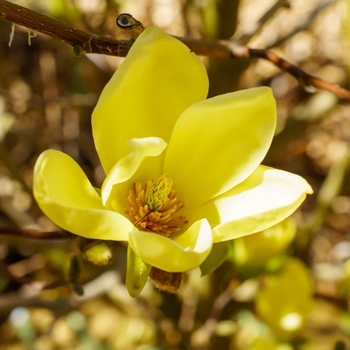 Magnolia x acuminata 'Golden Gift' 
