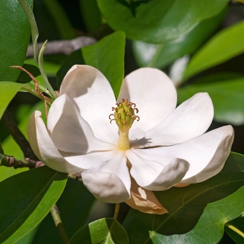 Magnolia virginiana glauca