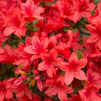 Rhododendron Southern Indica Hybrid 'Red Formosa' 
