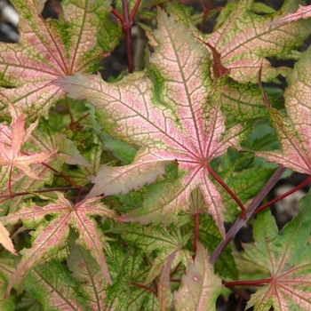 Acer palmatum 'Aka Shigitatsu sawa' 