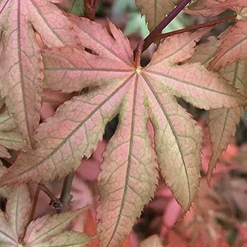 Acer palmatum 'Amber Ghost' 