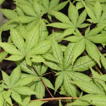 Acer palmatum 'Ghost Dancer' 