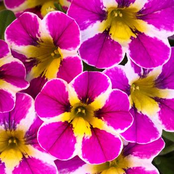 Calibrachoa 'Fancy Berry' 
