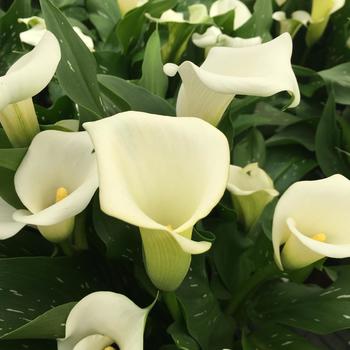 Zantedeschia 'Capitan Fresco'