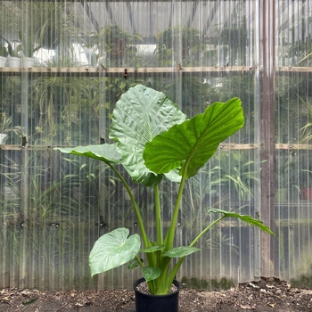 Alocasia macrorrhiza 'Borneo Giant' 