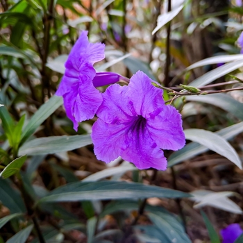 Ruellia brittoniana 'Purple Showers' 