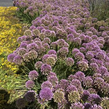 Allium 'Serendipity' (319794)