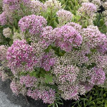 Sedum 'Powderpuff' PP32714