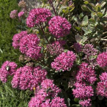 Sedum spectabile 'Carl' 